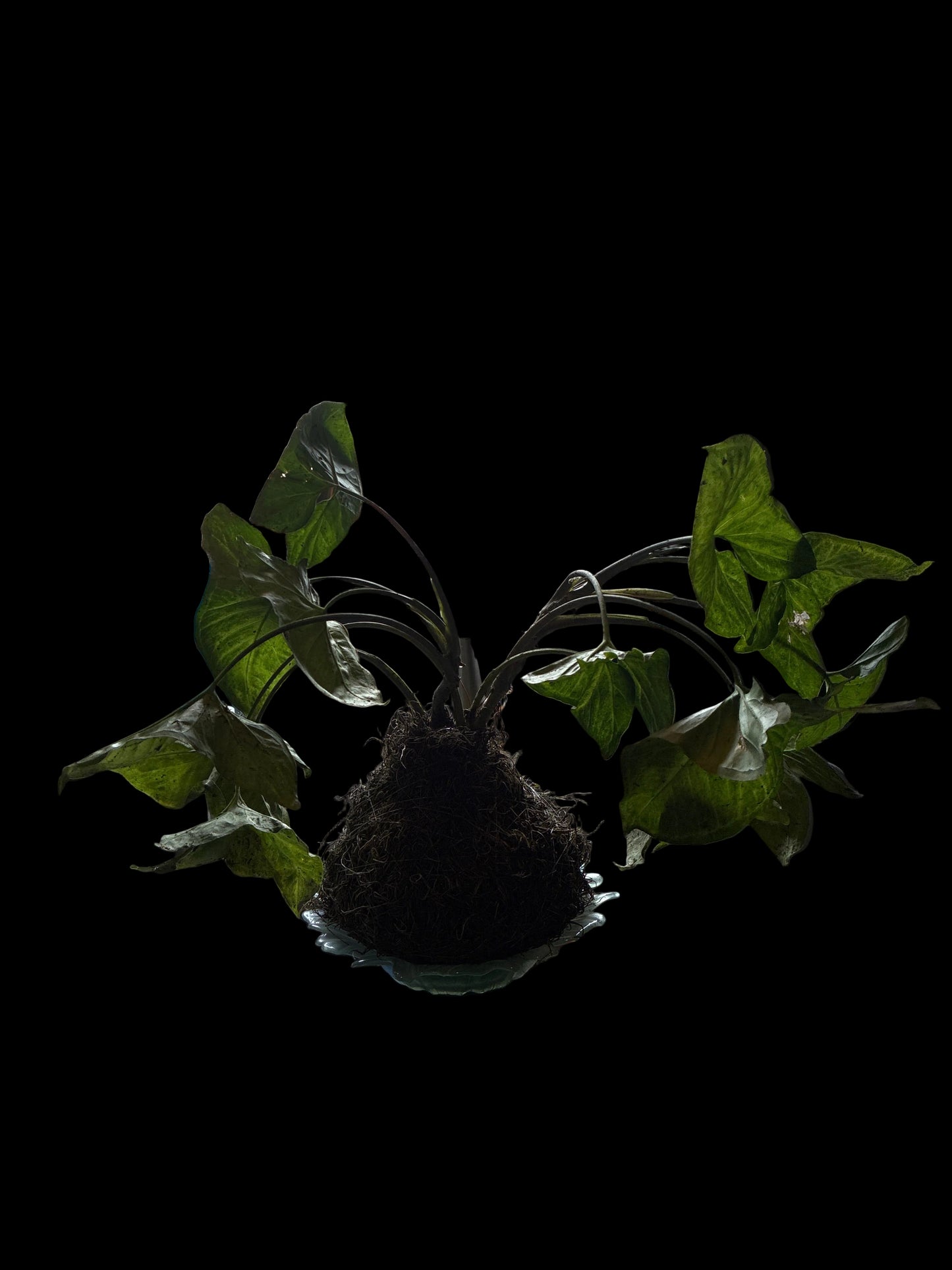 Kokedama Syngonium White Butterfly