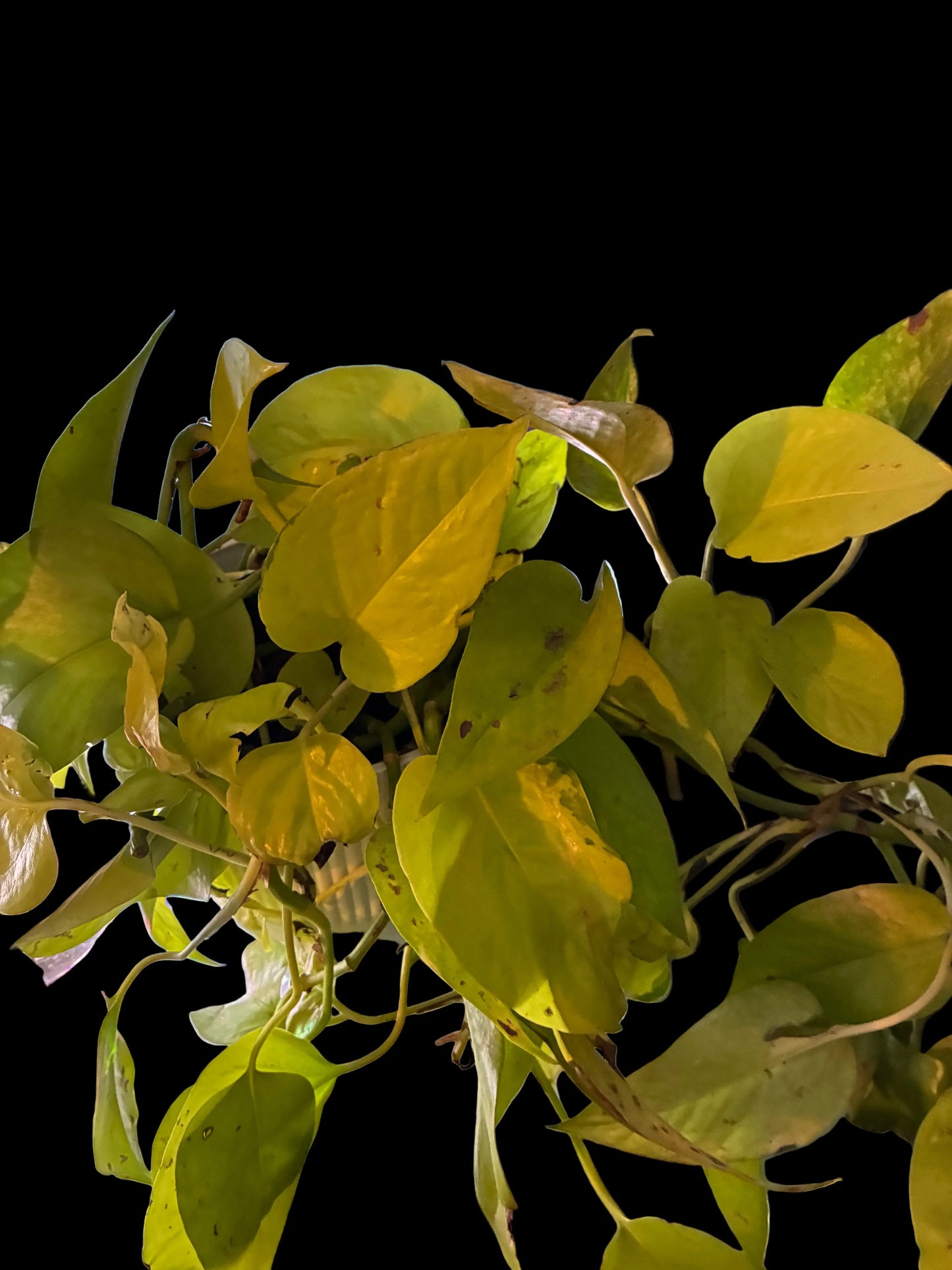 Neon Pothos Cutting