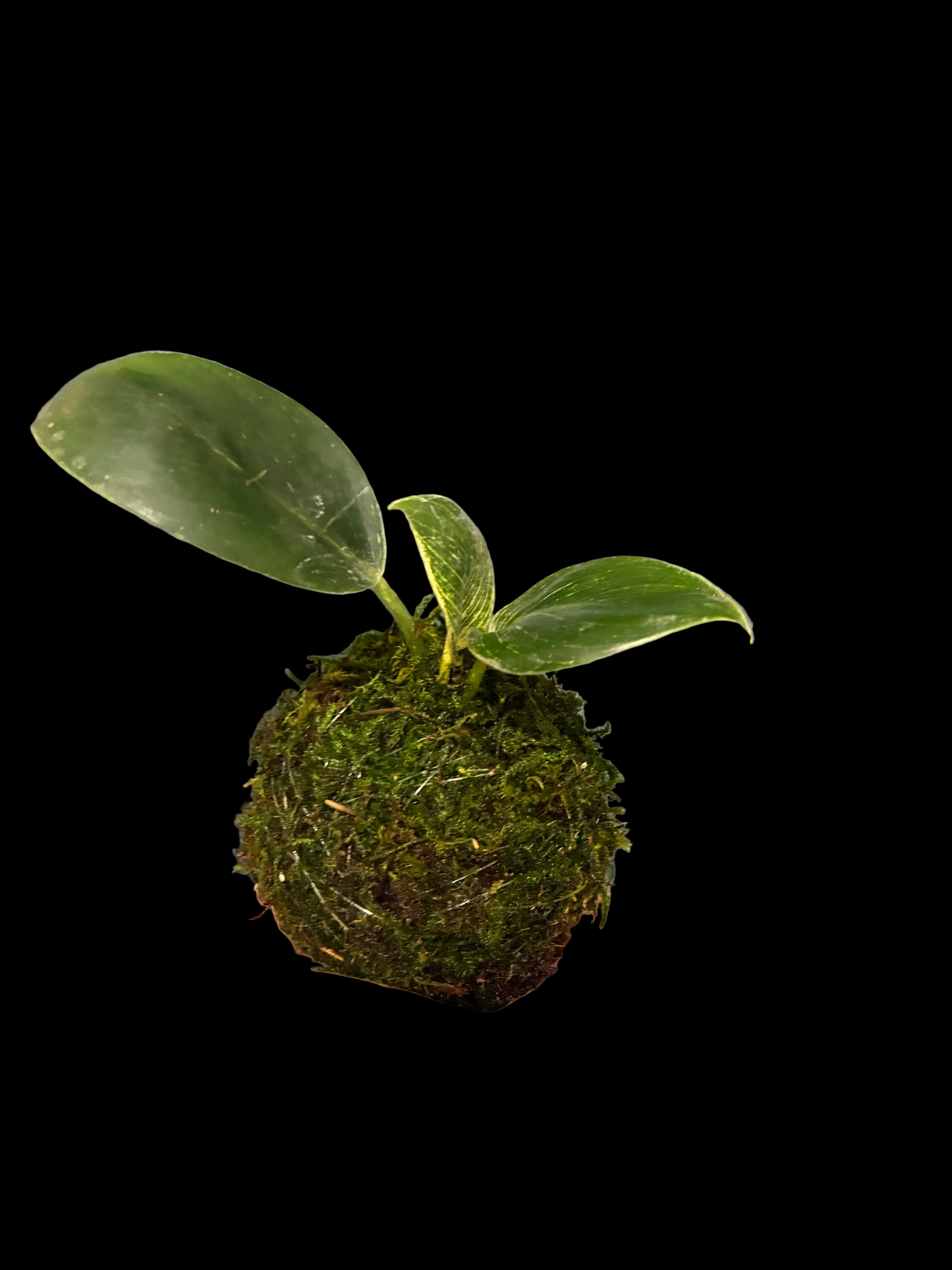 Kokedama Philodendron Birkin