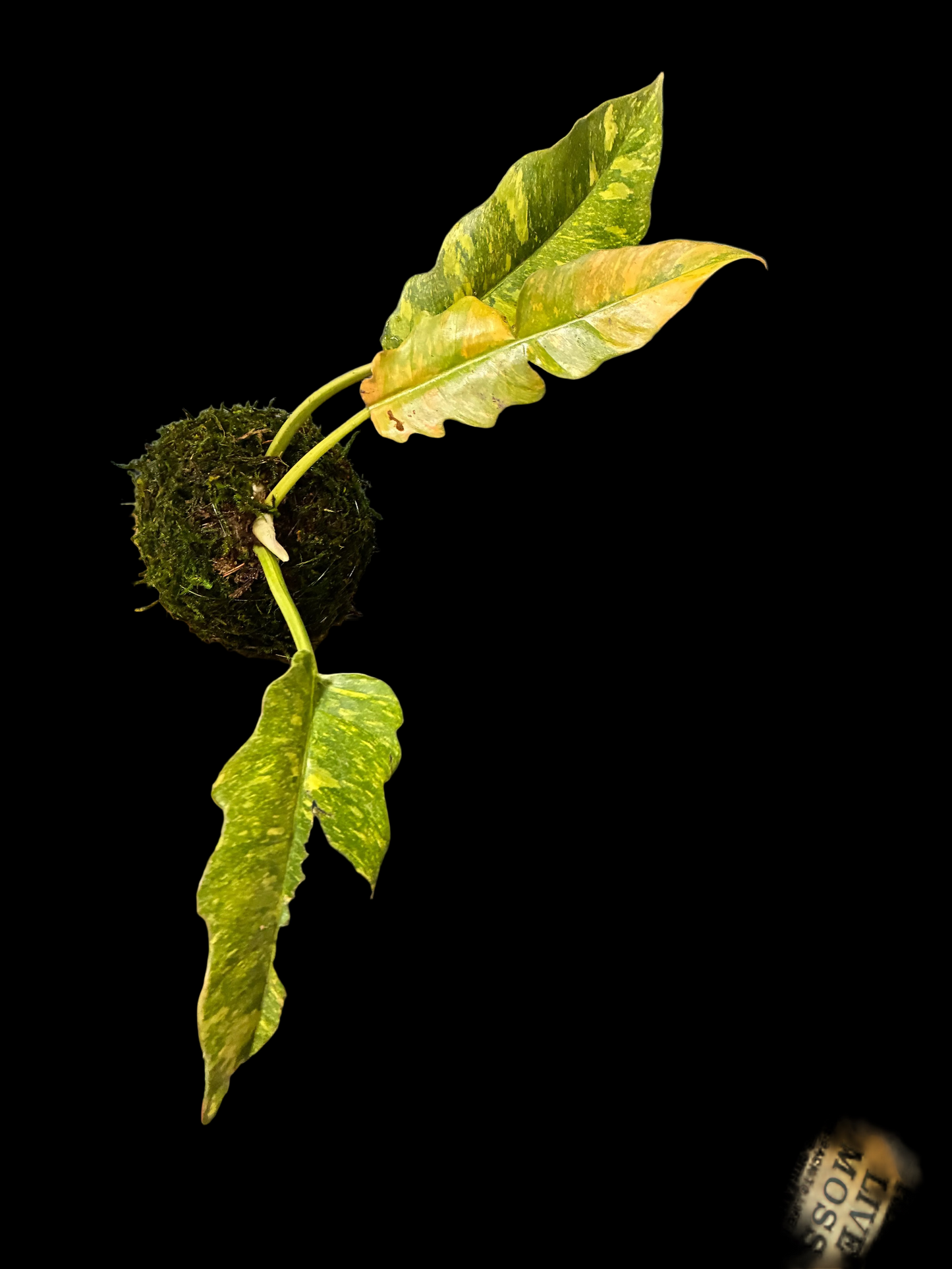 Kokedama Philodendron Ring of Fire