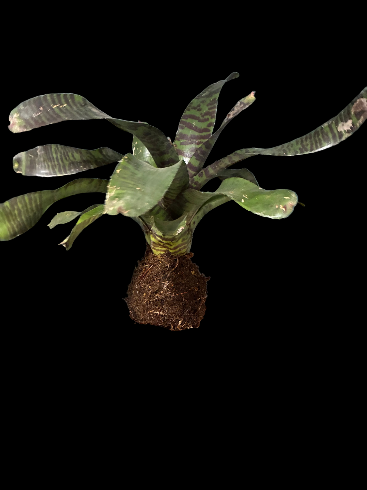 Kokedama Bromeliad