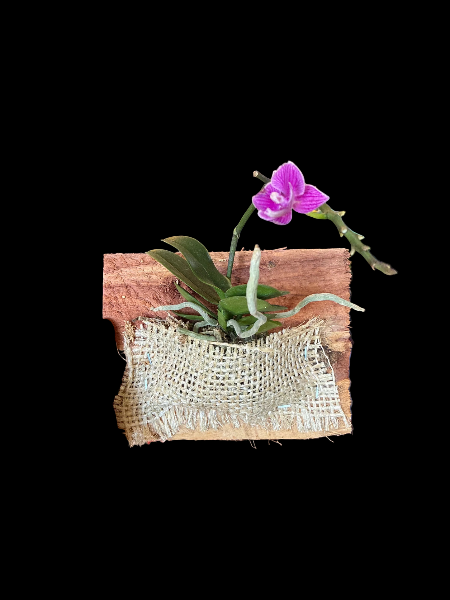Mounted Orchid in burlap