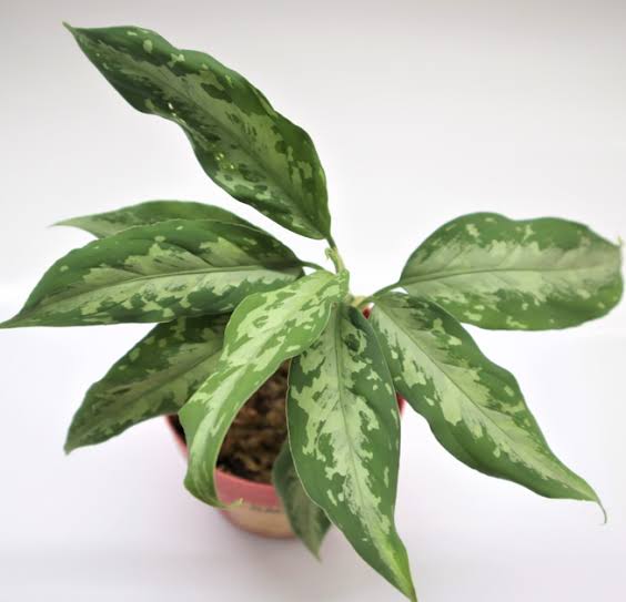 Aglaonema Pictum Bi-Color – 2" Plant