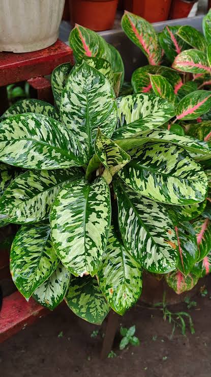 Homalomena Camouflage – 2" Plant