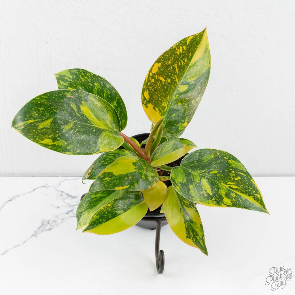 Philodendron Green Congo Nuclear – 2" Plant