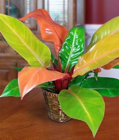 Philodendron Prince of Orange – 2" Plant