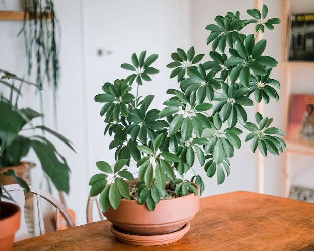 Dwarf Umbrella Tree – 2" Plant