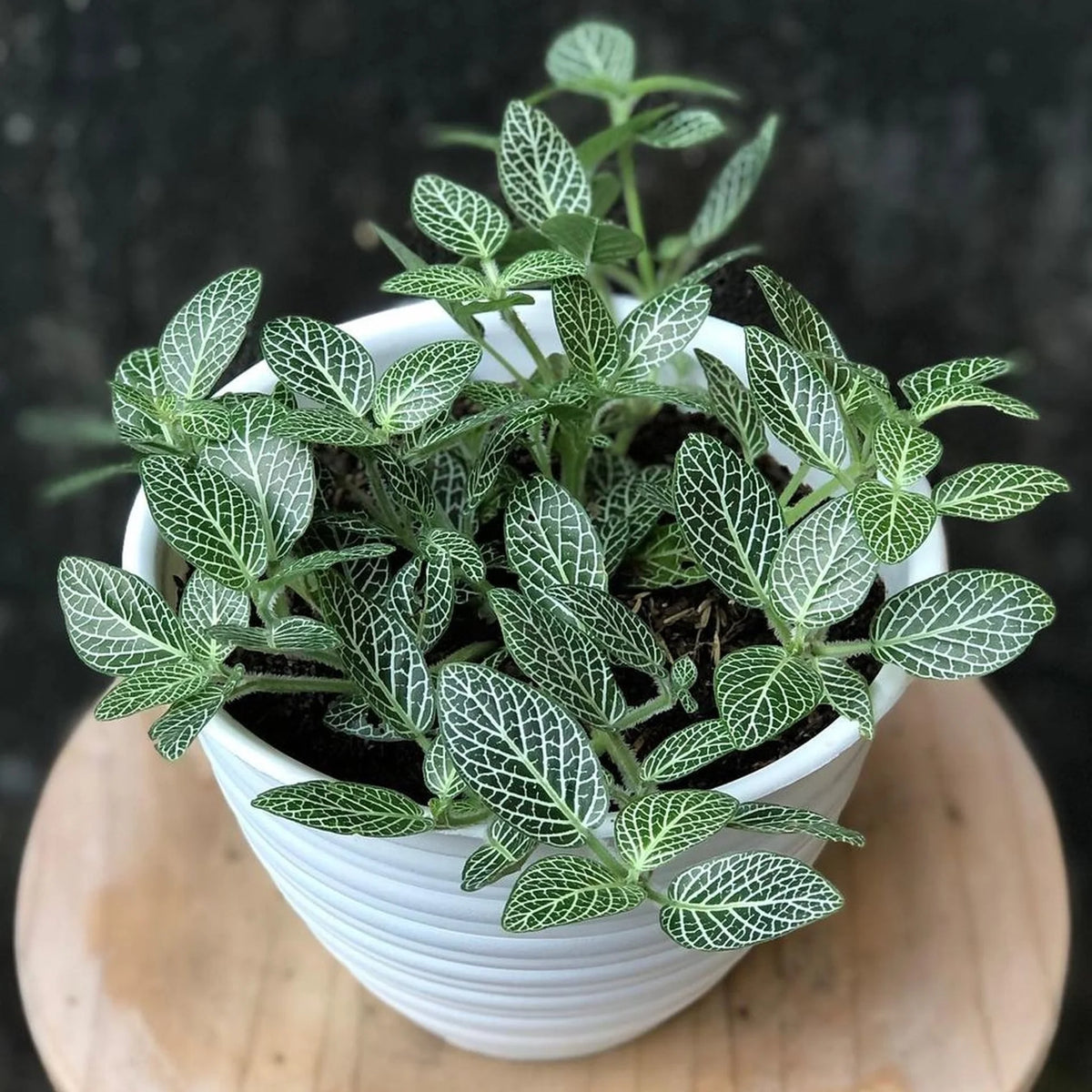 Fittonia White Nerve – 2" Plant