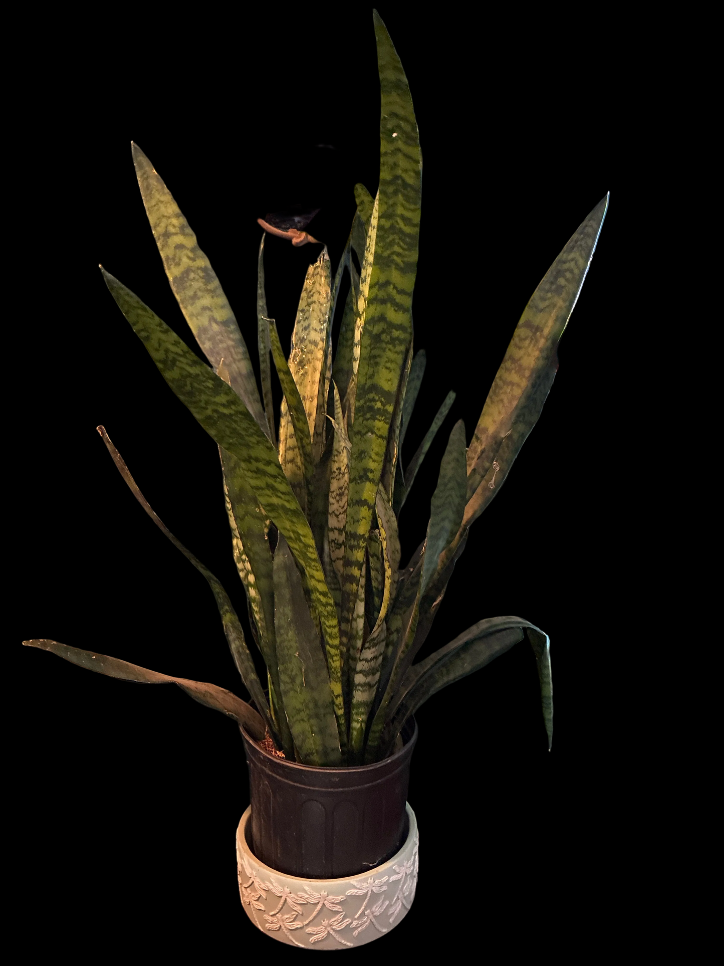 Snake Plant Cutting