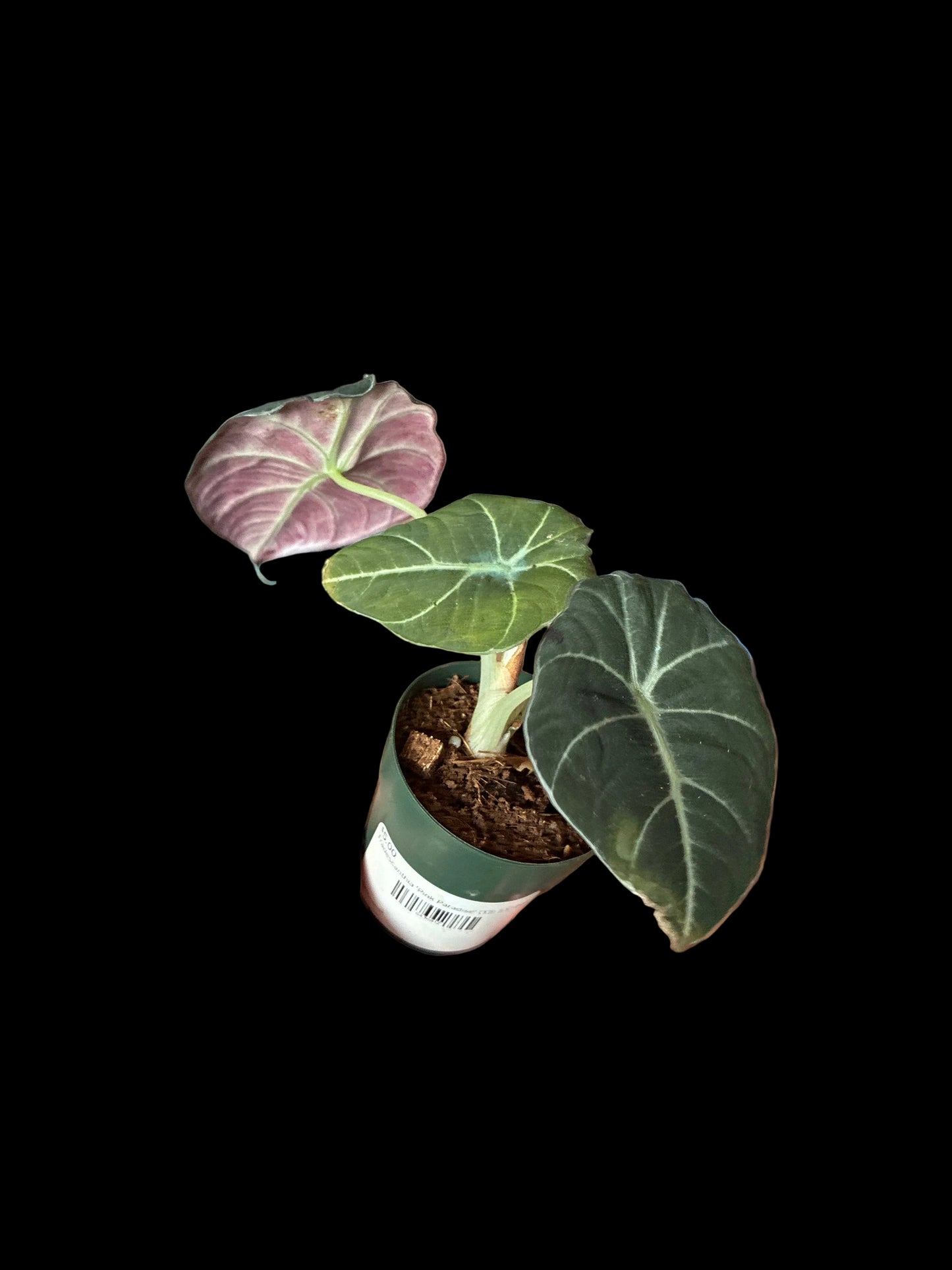 Alocasia Black Velvet Corm