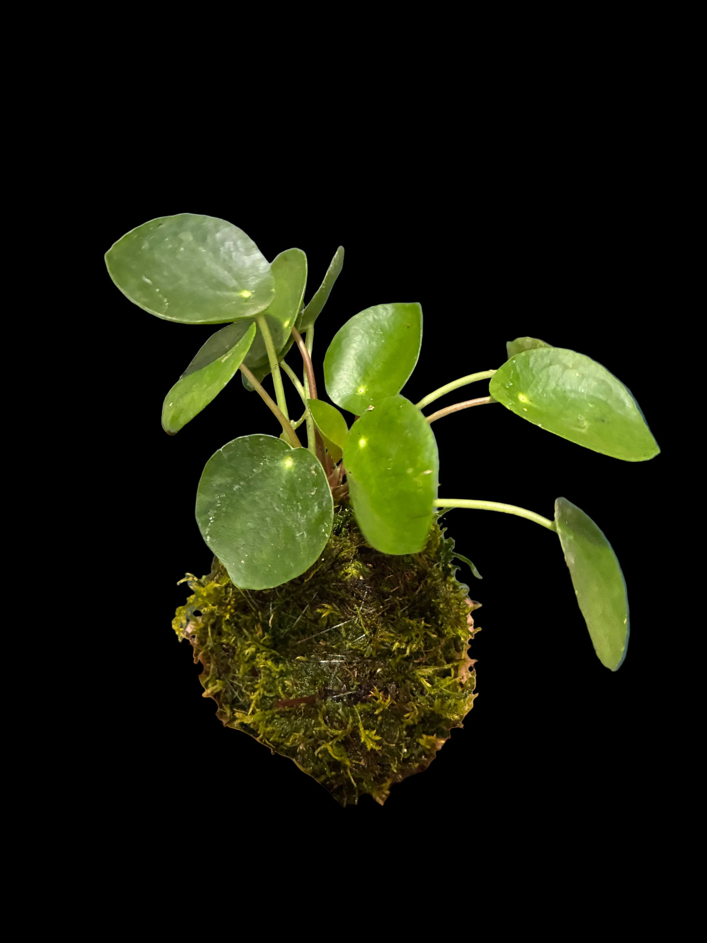 Kokedama Pilea Money Plant