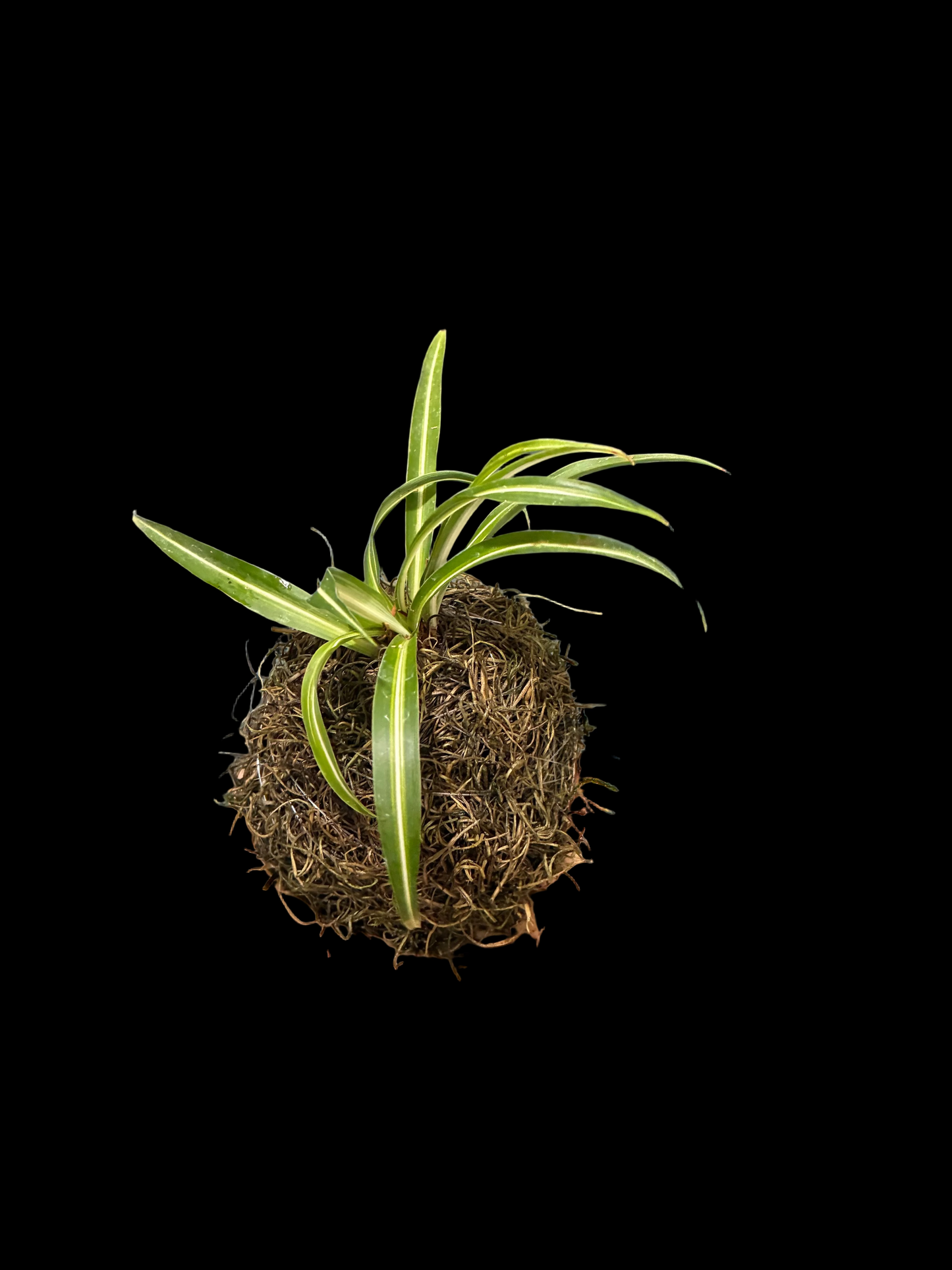 Kokedama Spider Plant