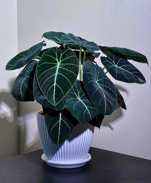 Alocasia Black Velvet – 2" Plant