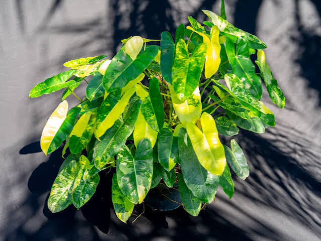 Philodendron Burle Marx Variegated – 2" Plant