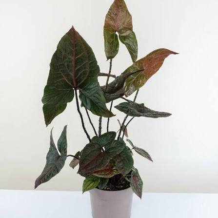 Cyrtosperma Johnstonii – 2" Plant