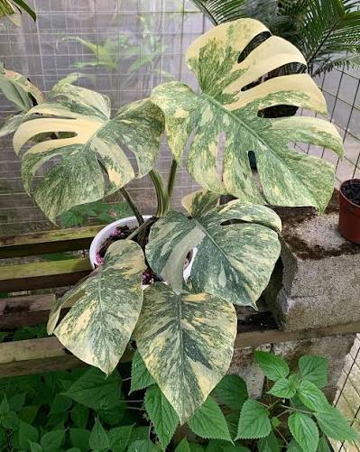 Monstera Green Snow – 3" Plant