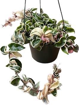 Variegated Hindu Rope Hoya – 2" Plant