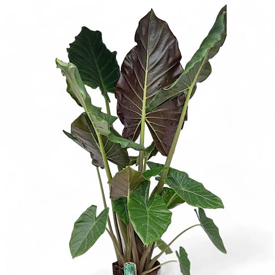 Alocasia Mayan Mask – 2" Plant