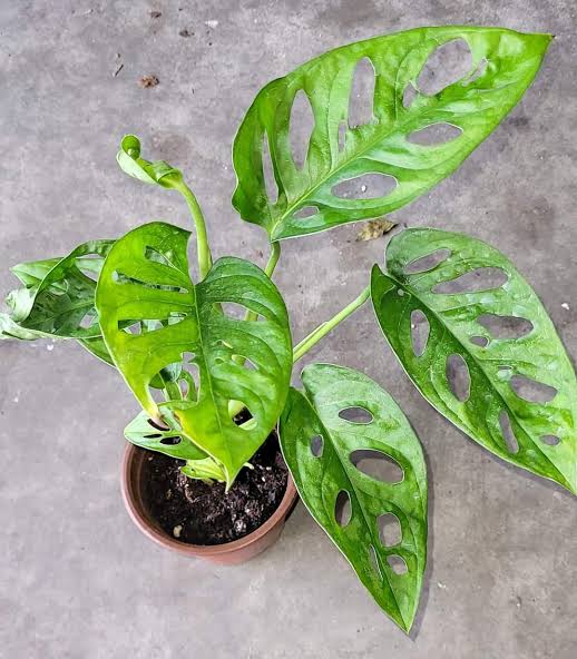 Monstera Obliqua Expilata – 2" Plant