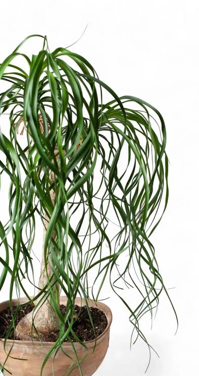 Ponytail Palm – 2" Plant