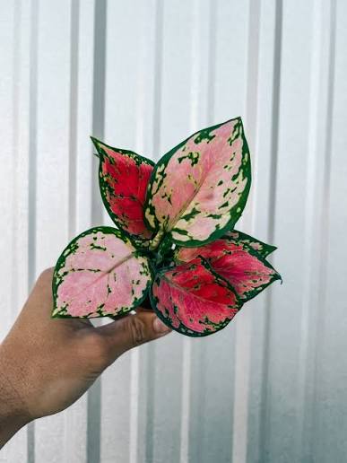 Aglaonema Redder Valentine – 2" Plant