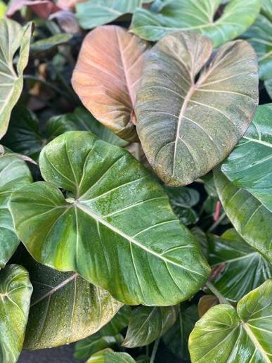 Philodendron Summer Glory – 2" Plant