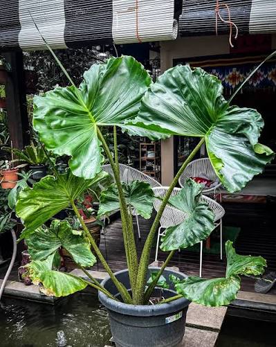 Alocasia Stingray – 2" Plant