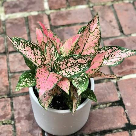 Aglaonema Wishes – 2" Plant